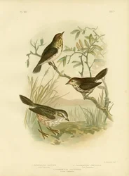 Parula macchiata, 1891